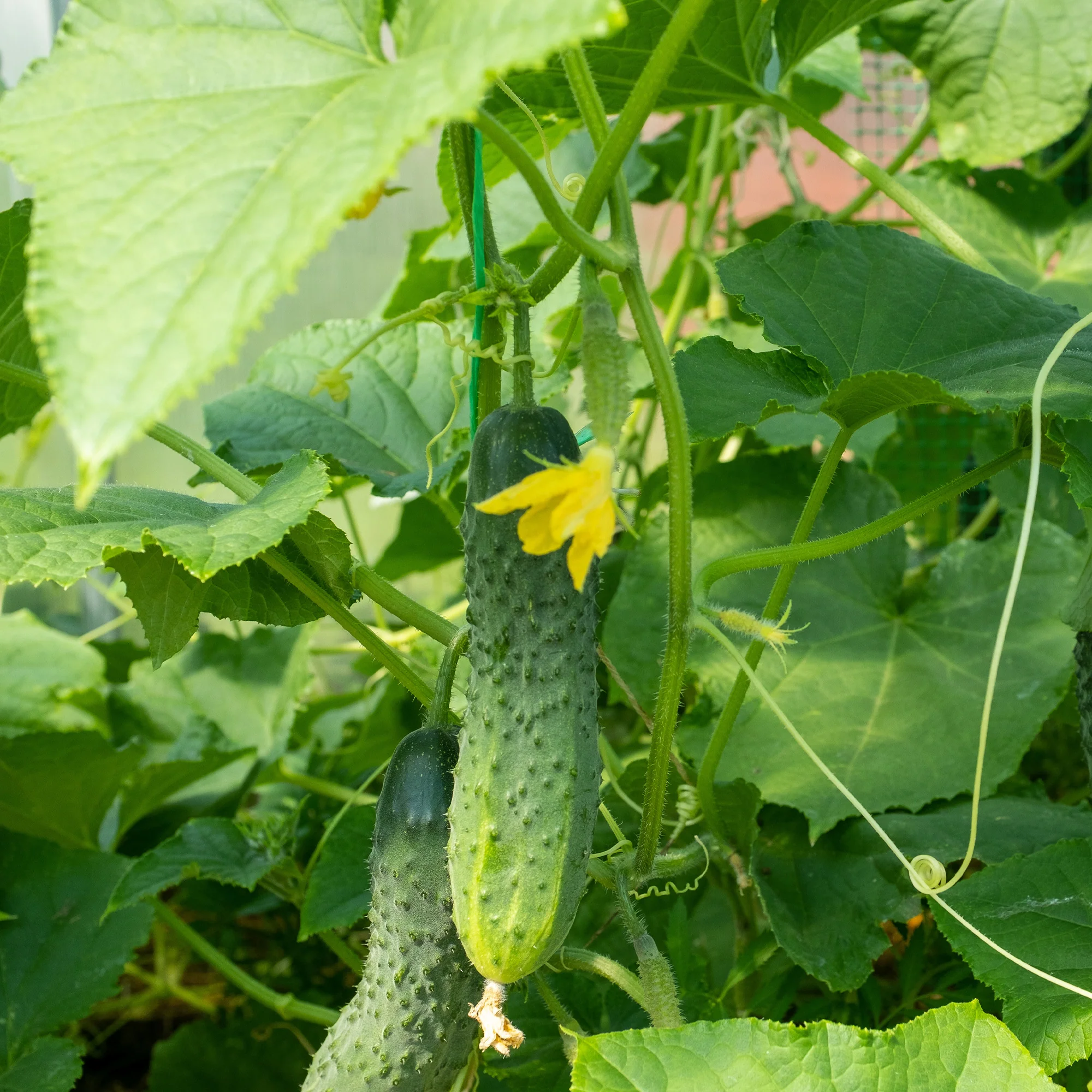 Cornichon Regal F1 - Image 3