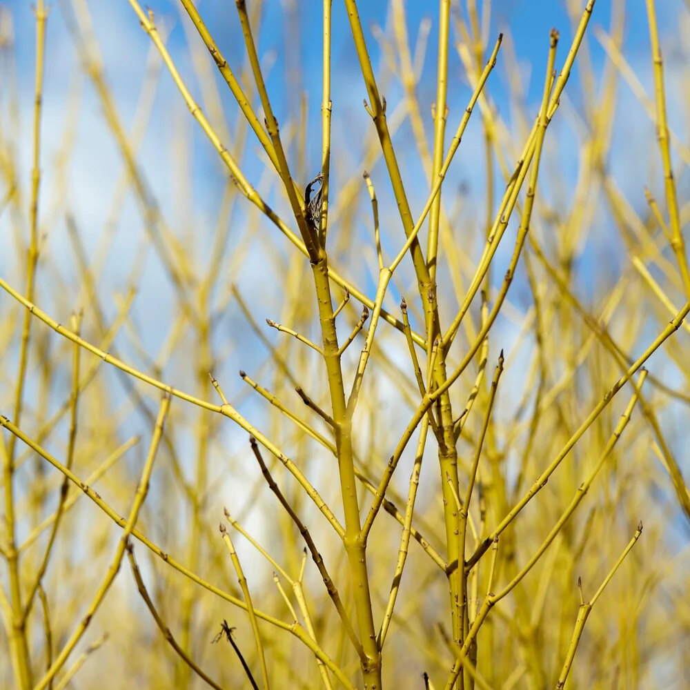 Cornouiller à bois jaune Flaviramea