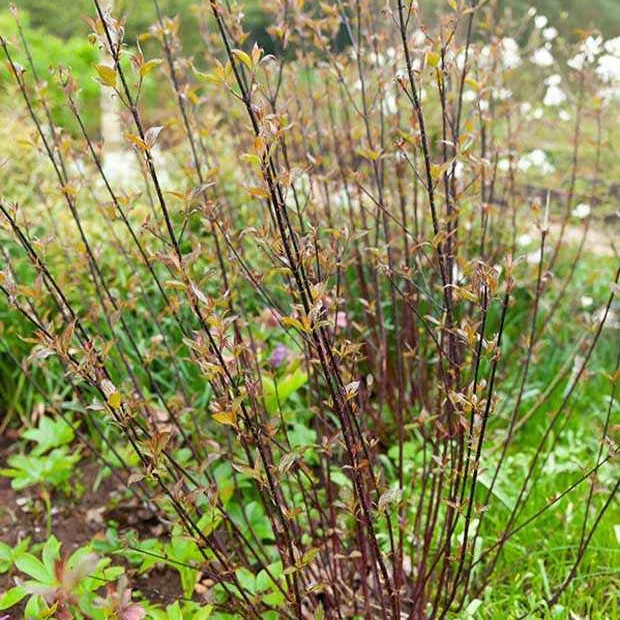 Cornouiller à bois noir Kesselringii