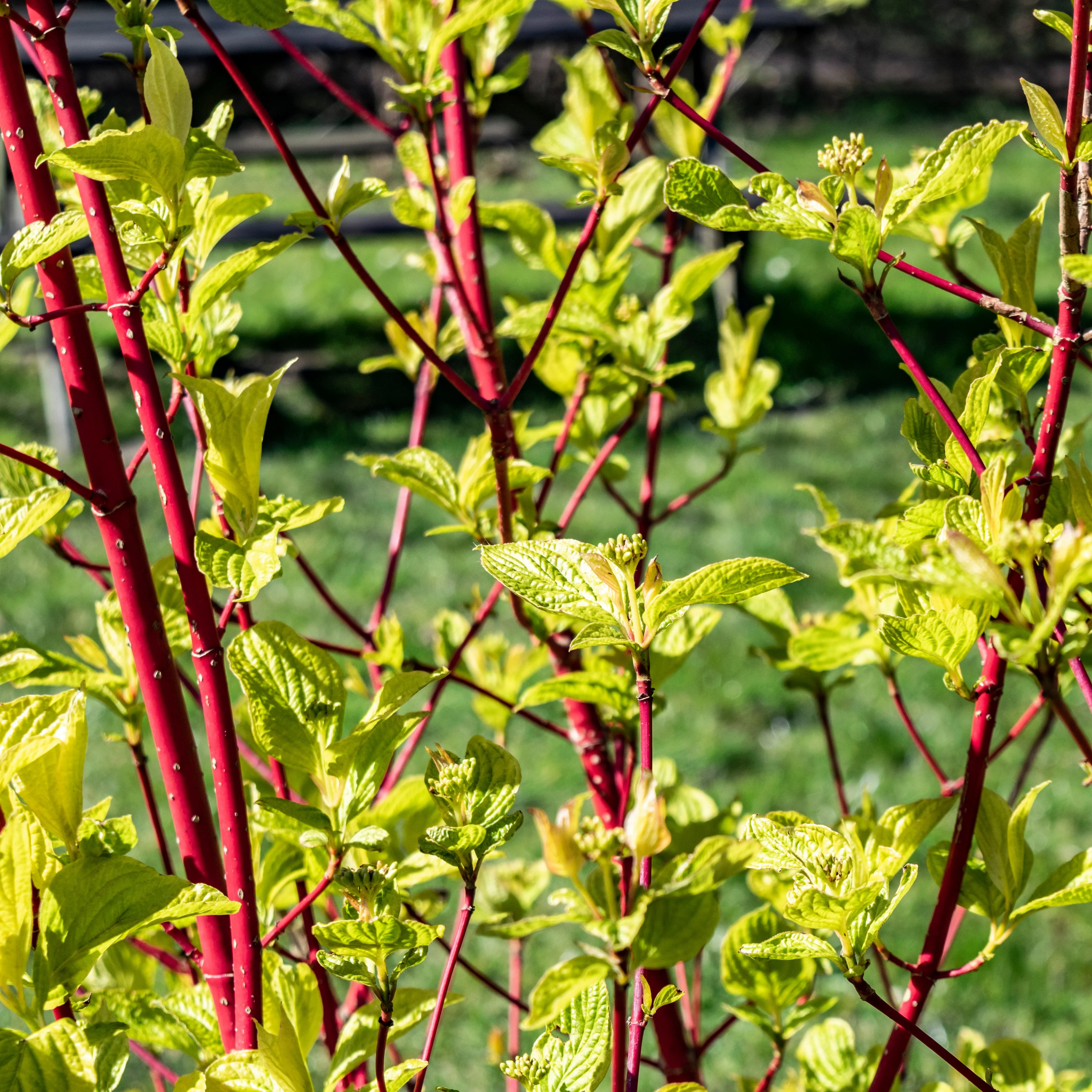 Cornouiller à bois rouge Sibirica - Image 2