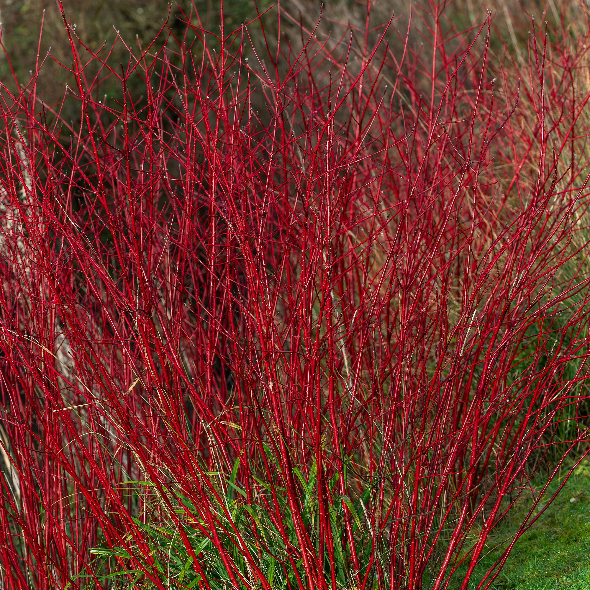 Cornouiller à bois rouge Sibirica - Image 3