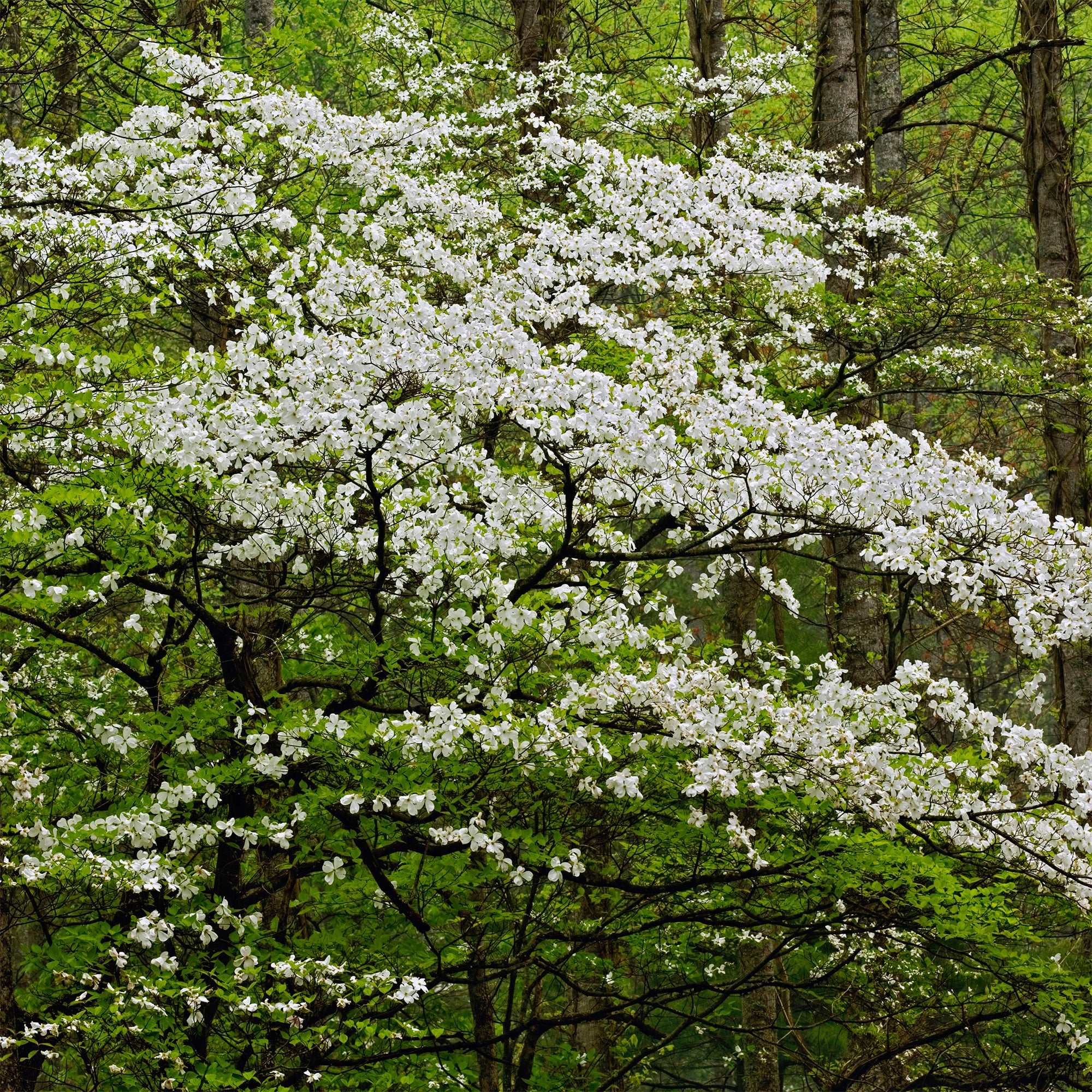 Cornouiller à fleurs de Floride - Image 3