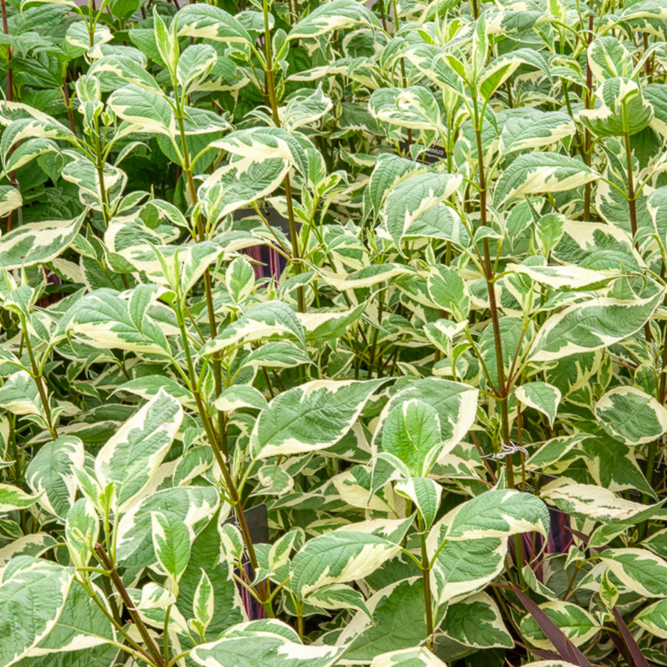 Cornouiller blanc Elegantissima - Image 3