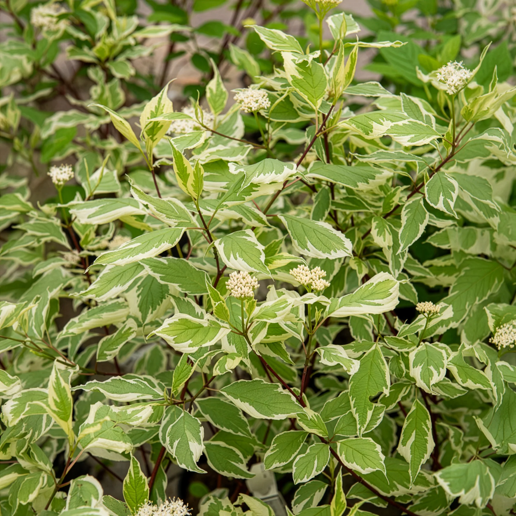 Cornouiller blanc Elegantissima - Image 6