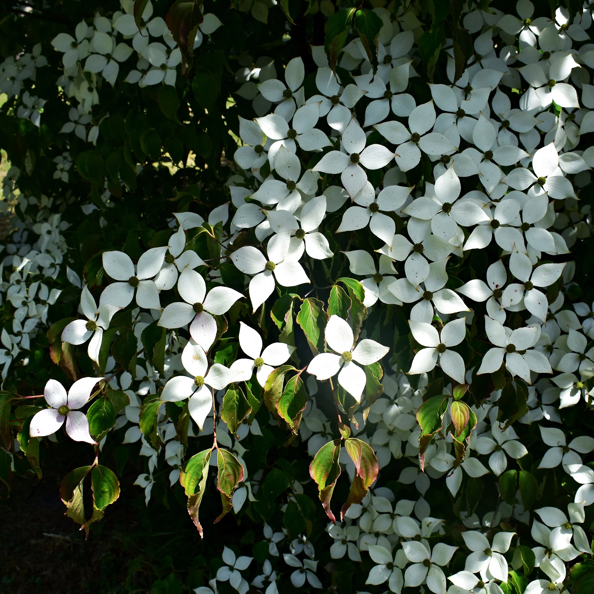 Cornouiller du Japon - Image 2