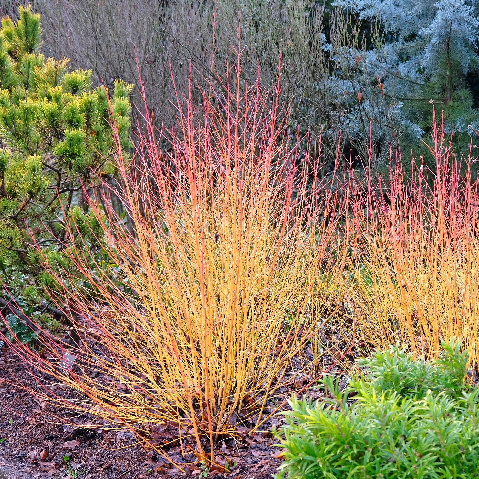 Cornouiller fluo Winter Flame