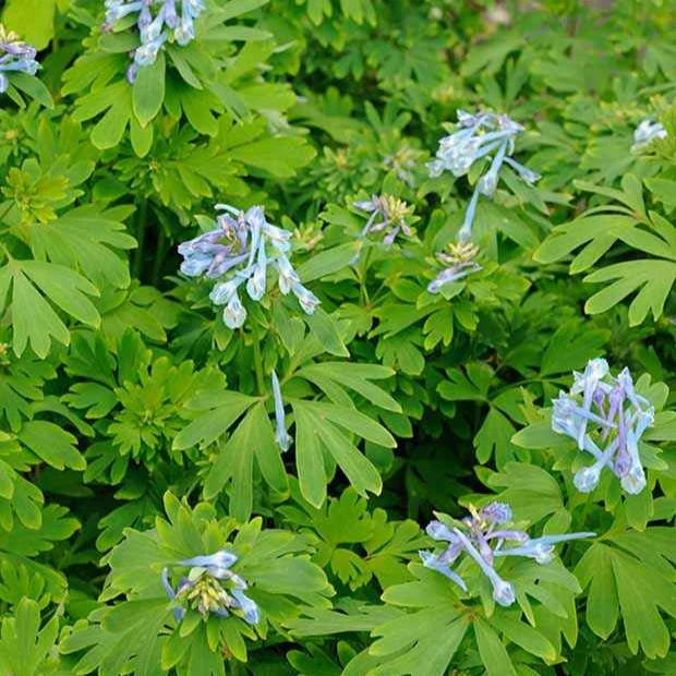Corydalis Blue Line ® Couriblue - Image 2
