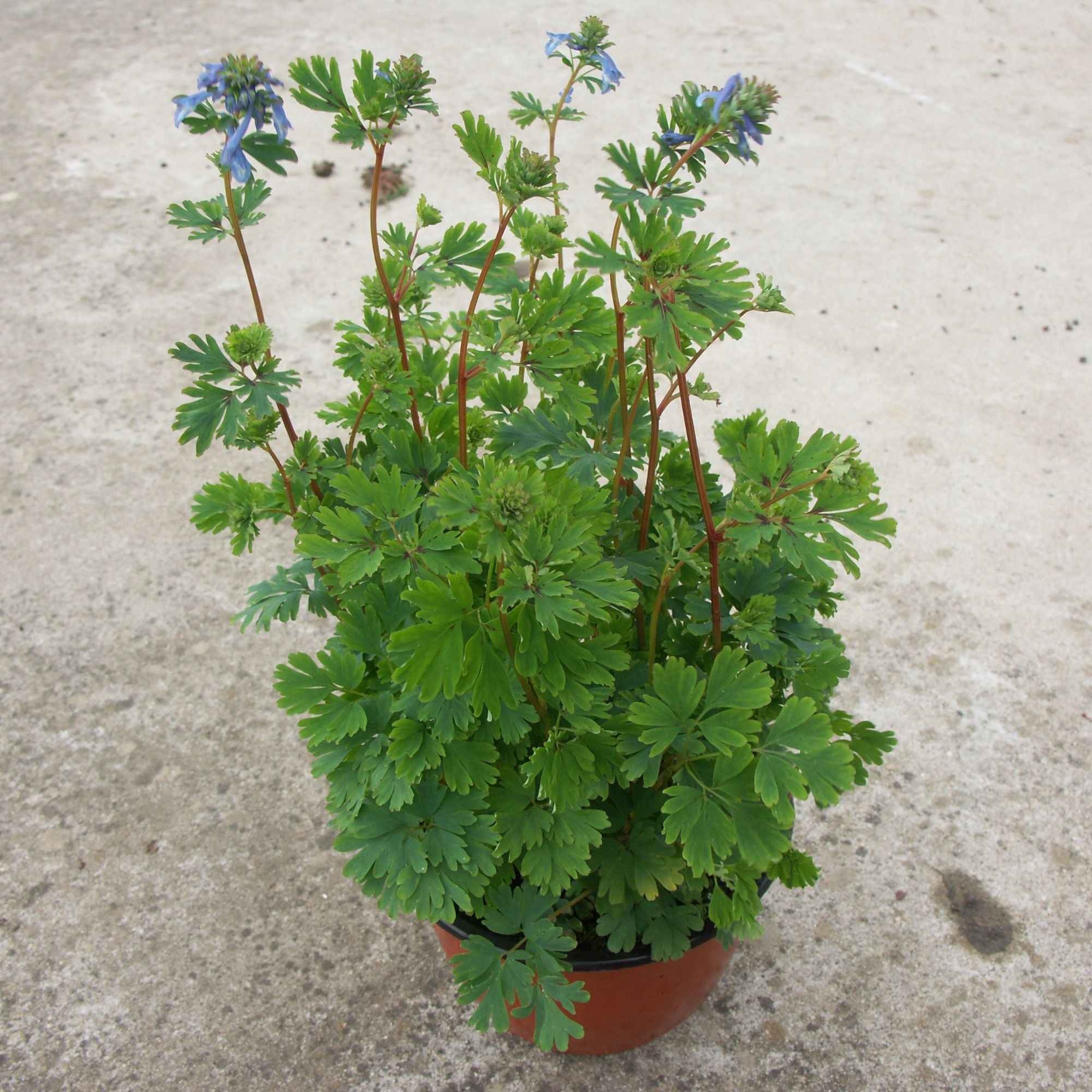 Corydalis Blue Line ® Couriblue - Image 3