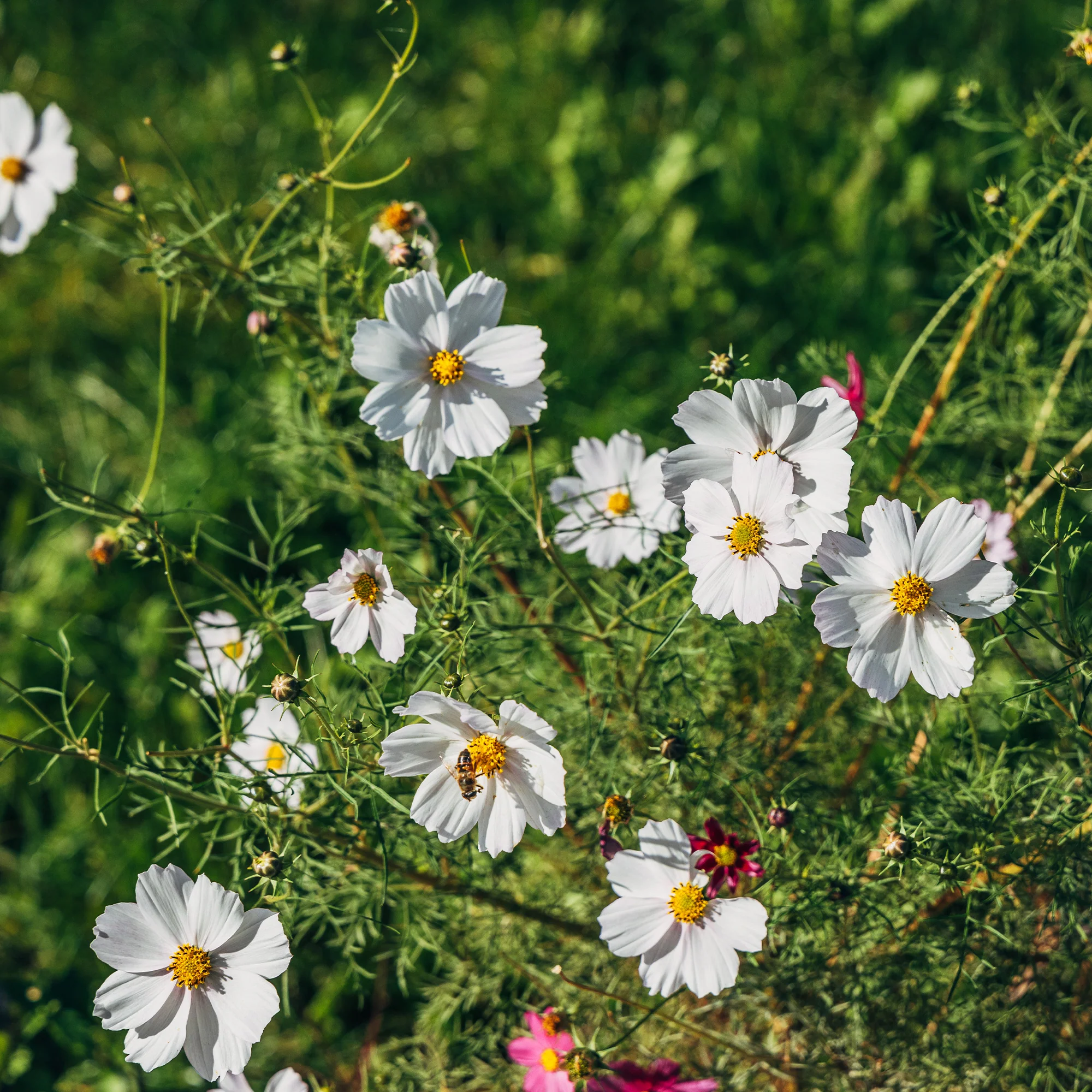 Cosmos blanc
