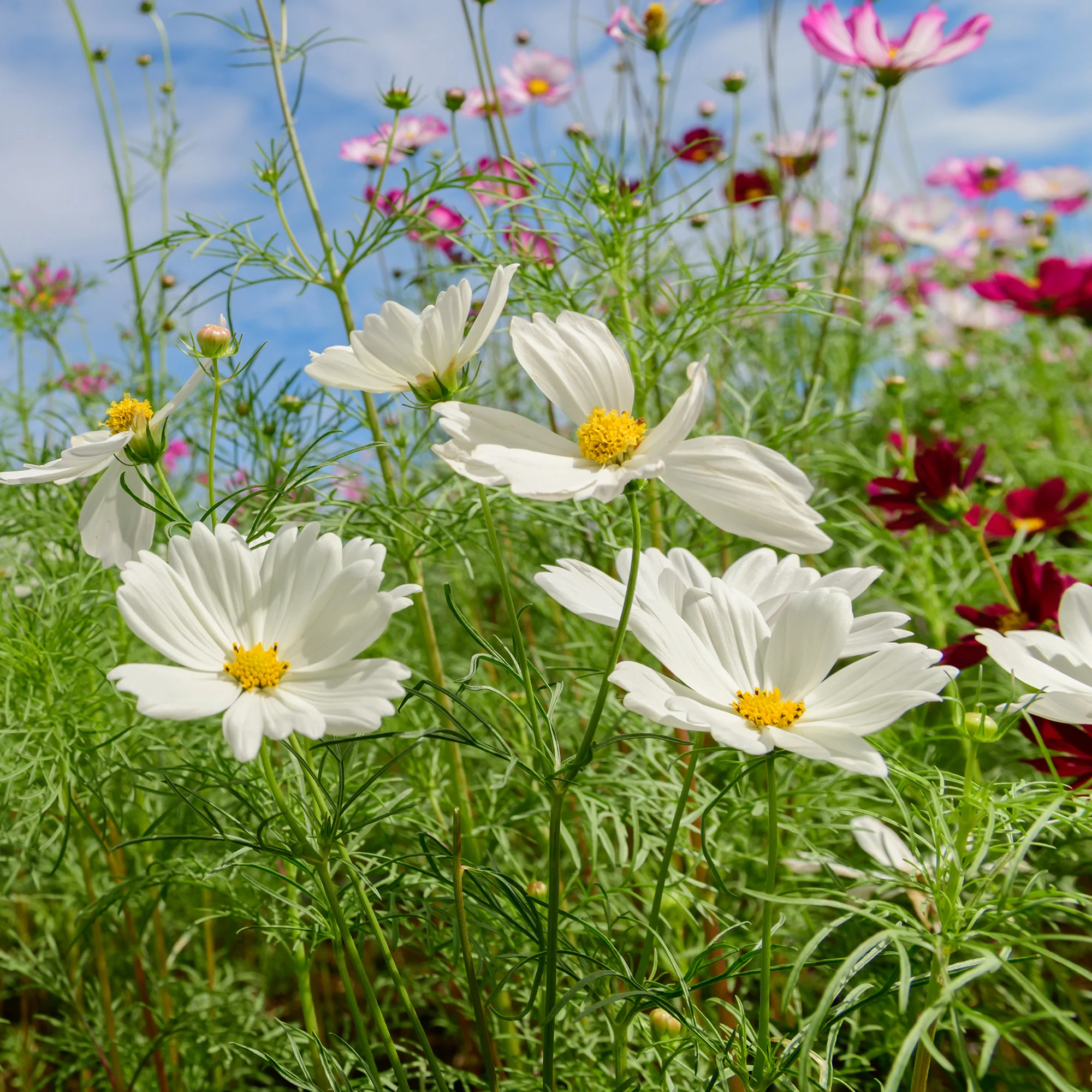 Cosmos blanc - Image 2