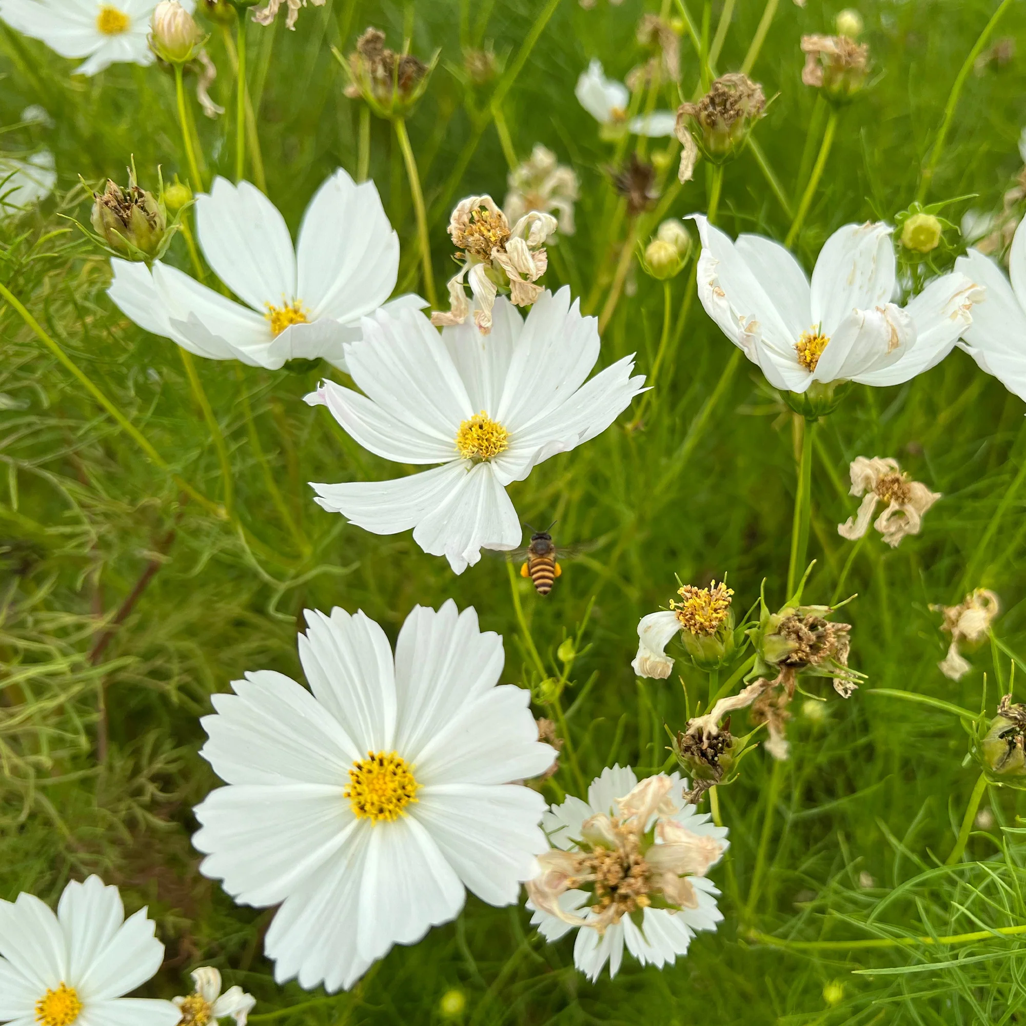 Cosmos blanc - Image 3