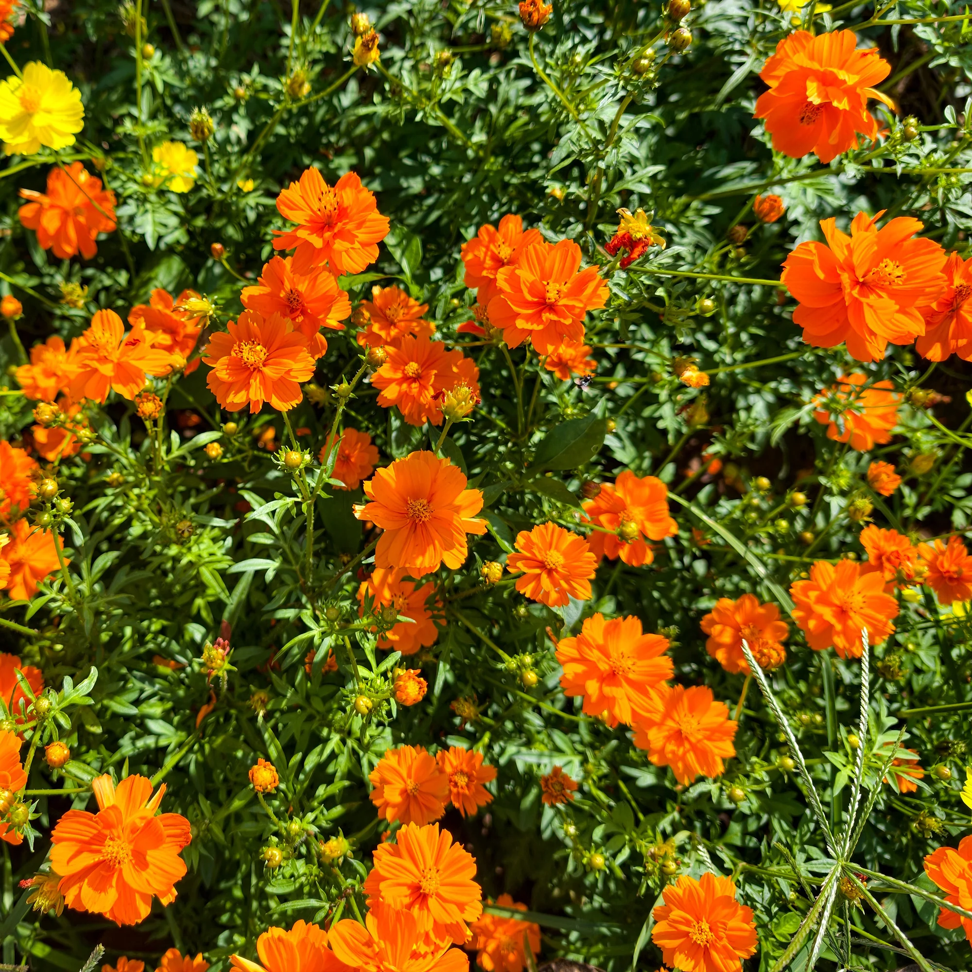 Cosmos Brightlights