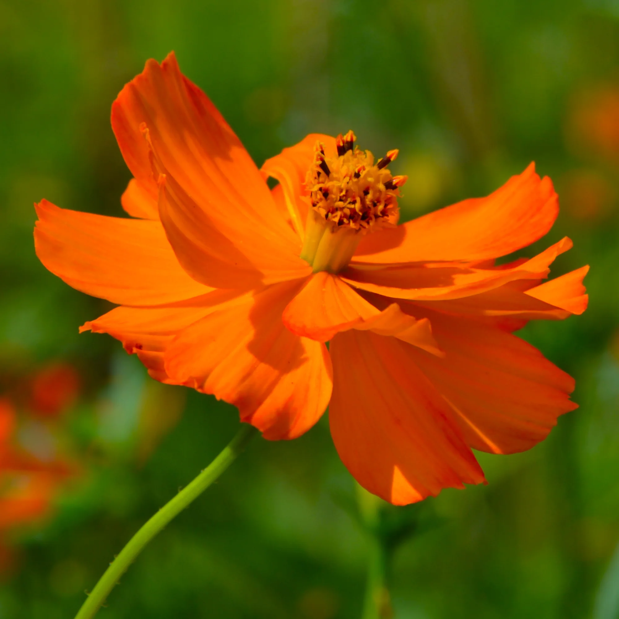 Cosmos Brightlights - Image 2