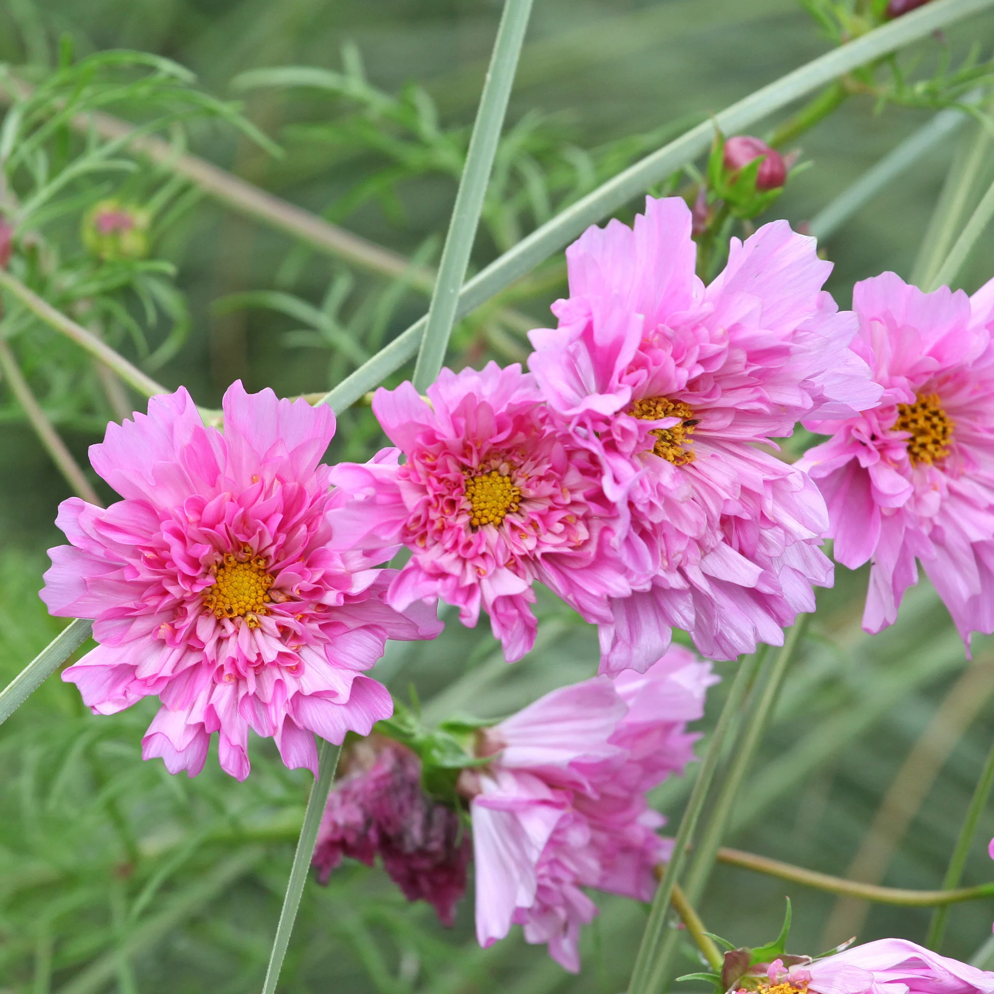 Cosmos double rose