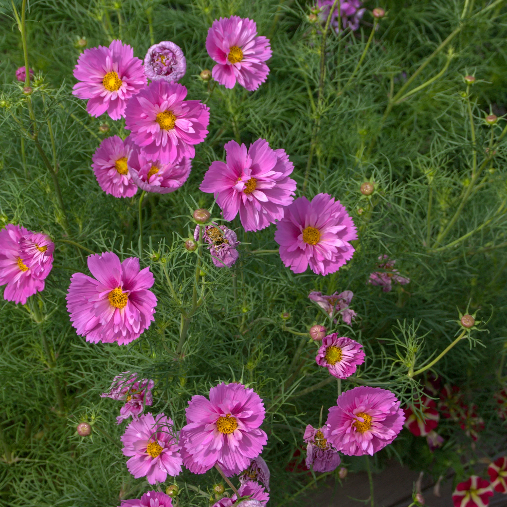 Cosmos double rose - Image 2