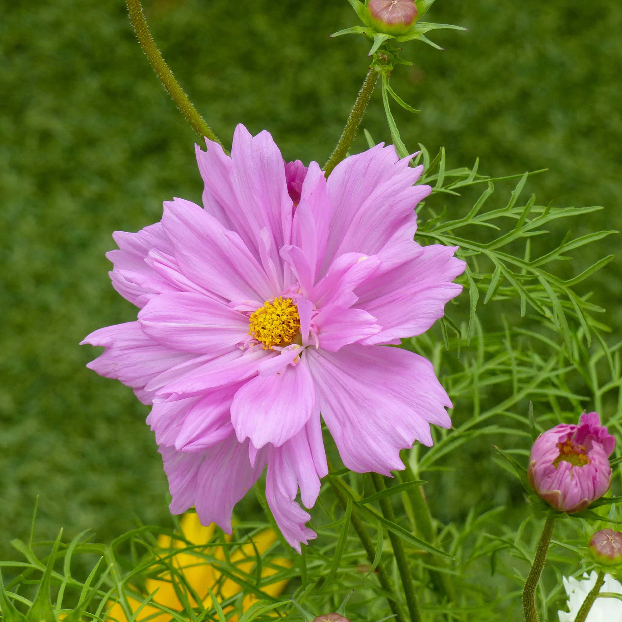 Cosmos double rose - Image 3