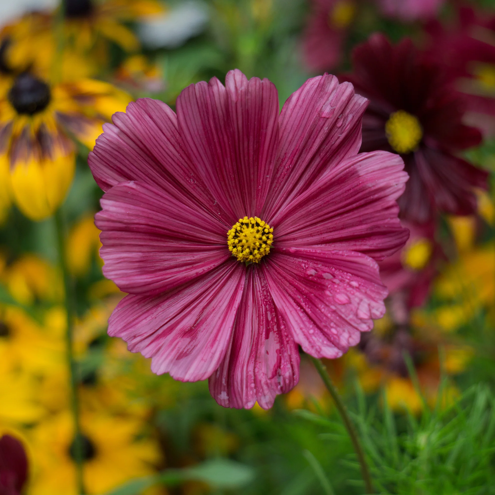 Cosmos rose - Image 2