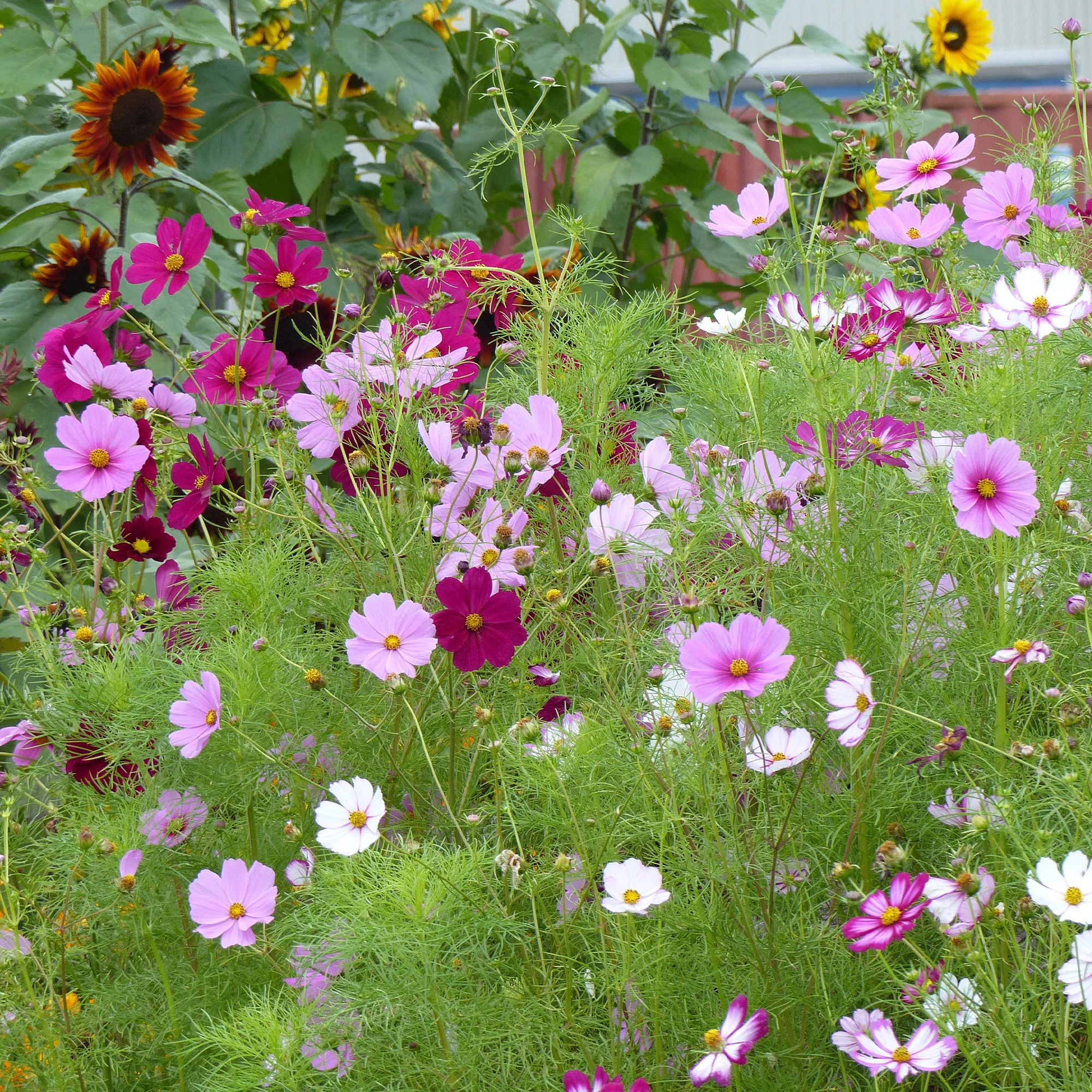 Cosmos Sensation en mélange - Image 2