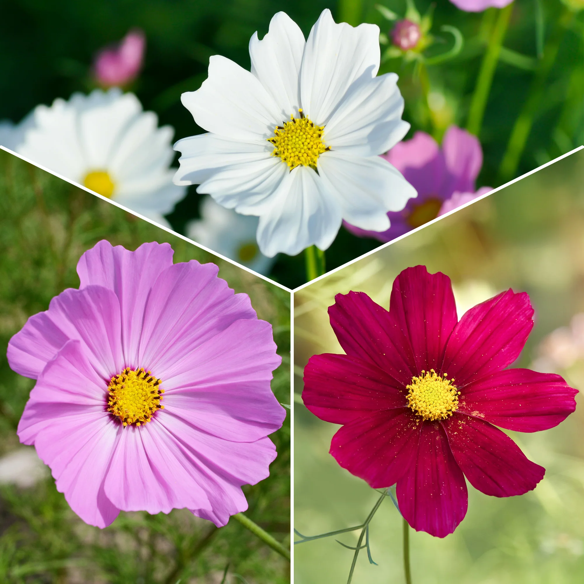 Cosmos Sensation en mélange - Image 3