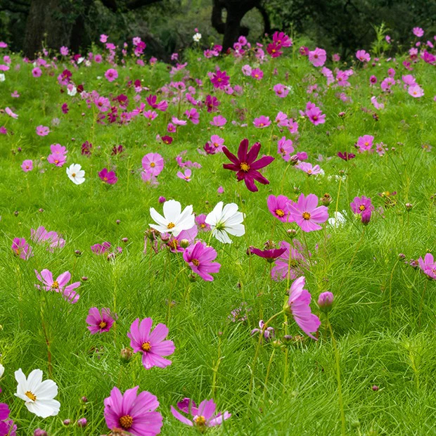 Cosmos Sensation en mélange - Image 4