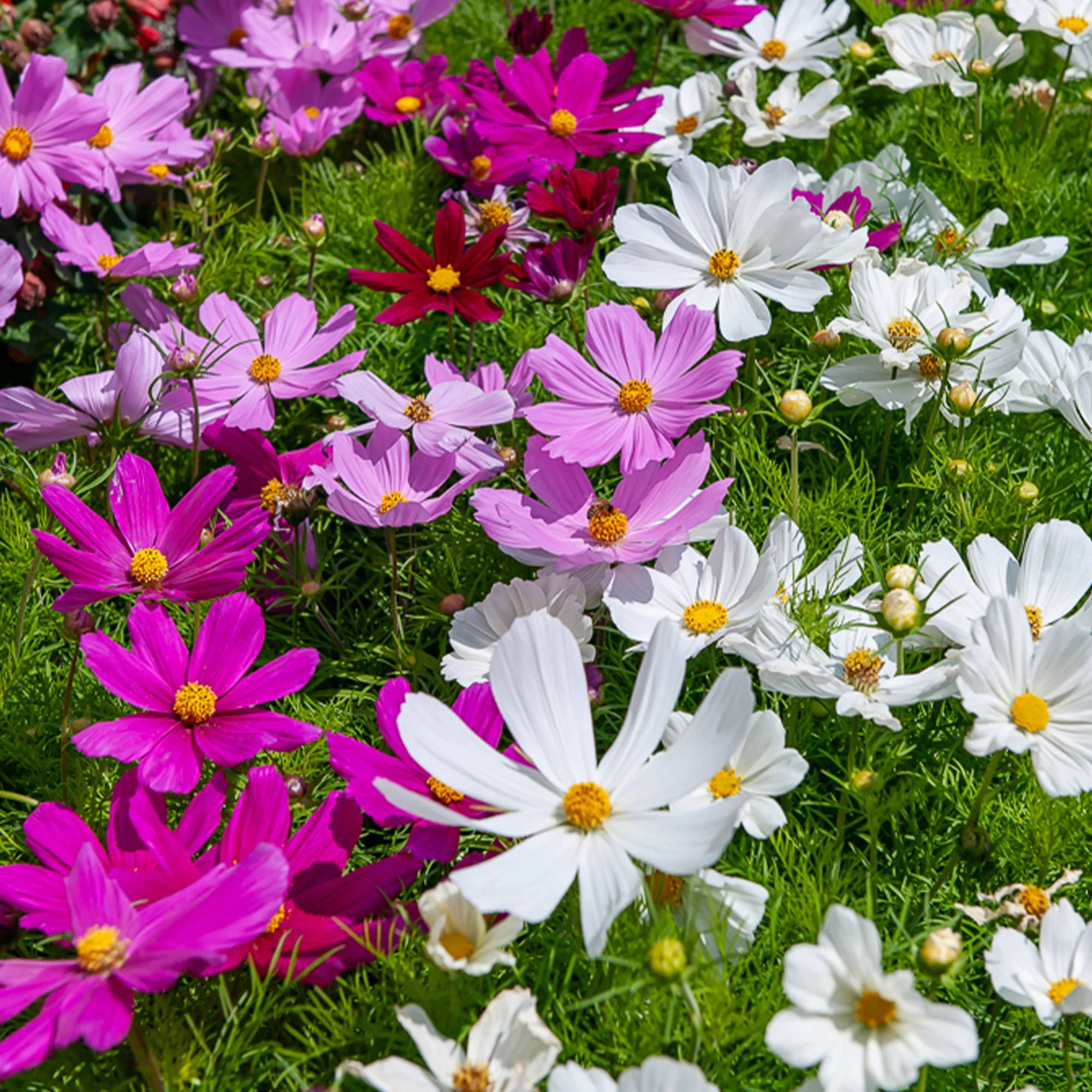Cosmos Sensation en mélange - Image 5