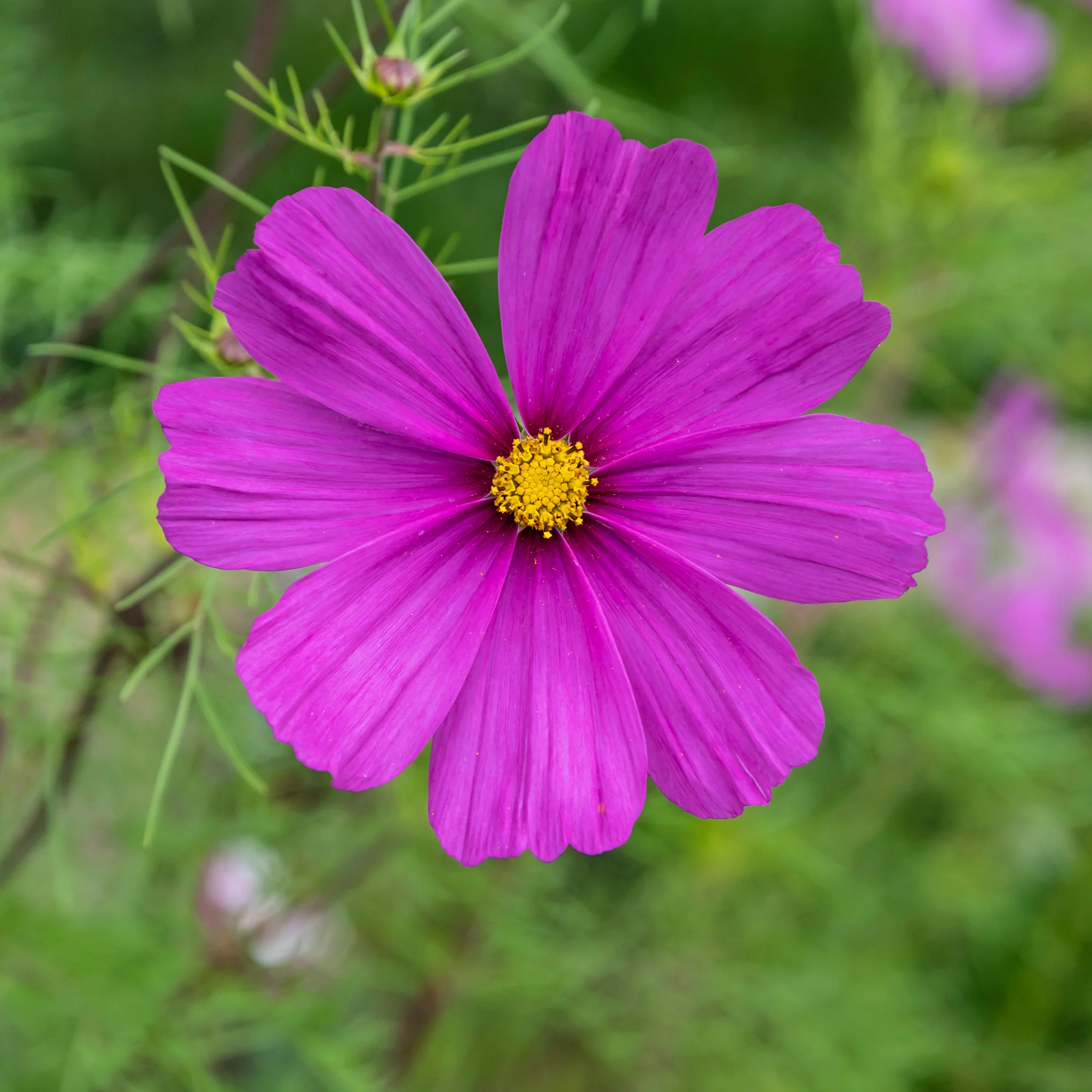 Cosmos violet
