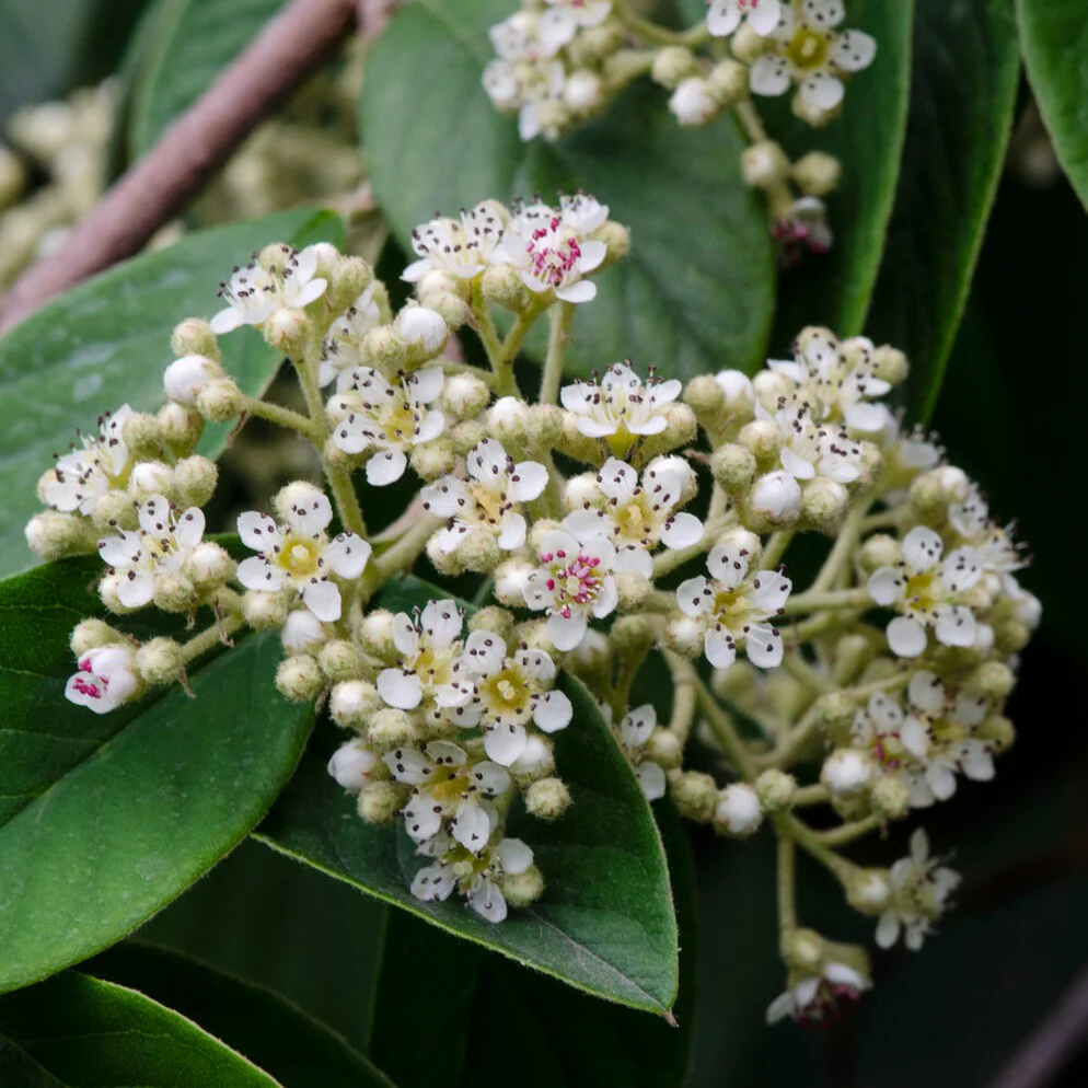 Cotoneaster Lacteus - Image 2