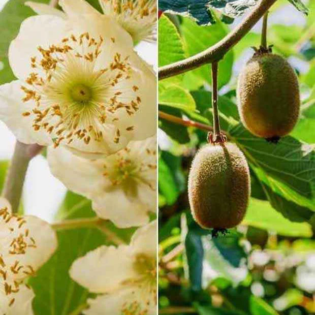 Couples de Kiwis Hayward et mâles
