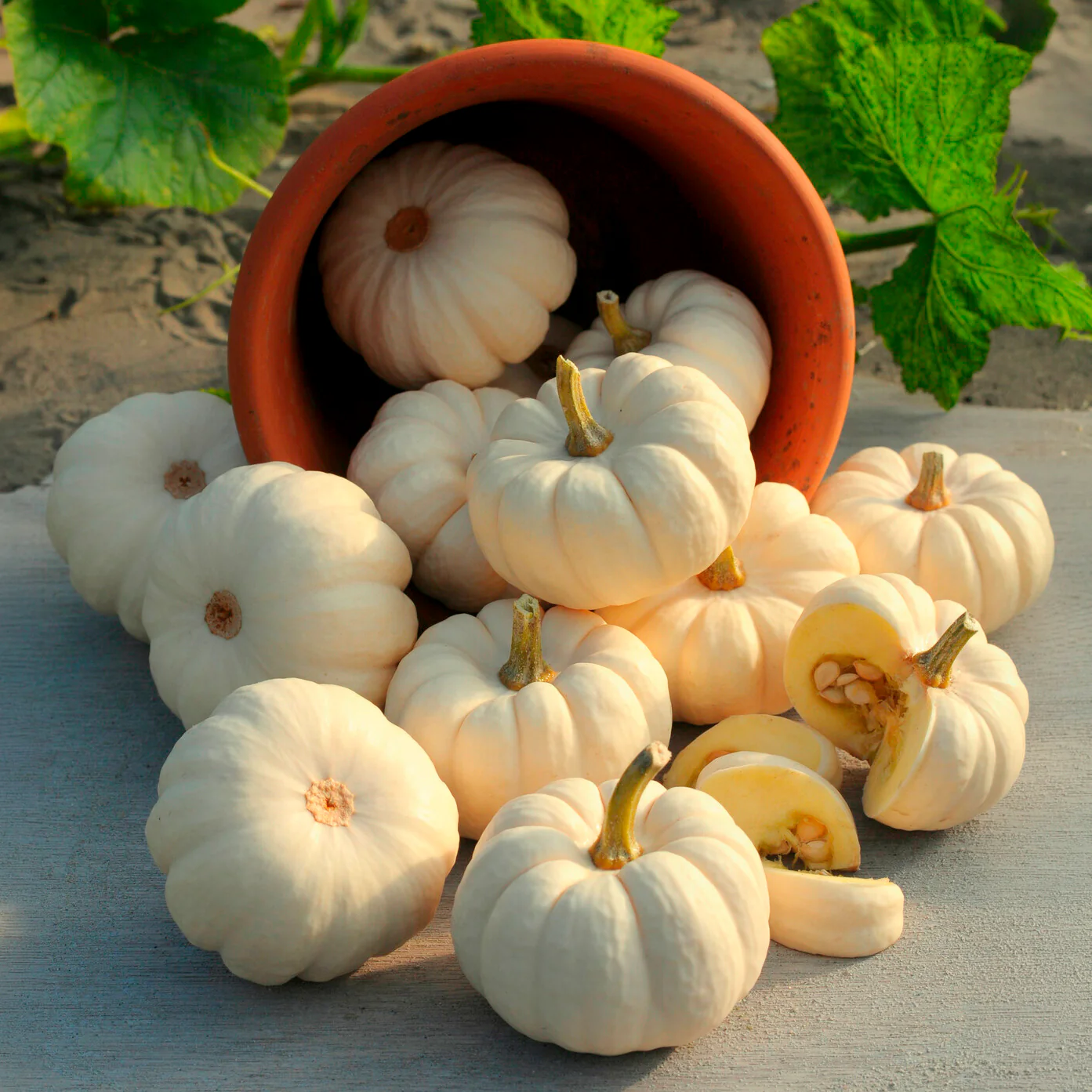 Courge Baby Boo - Image 4