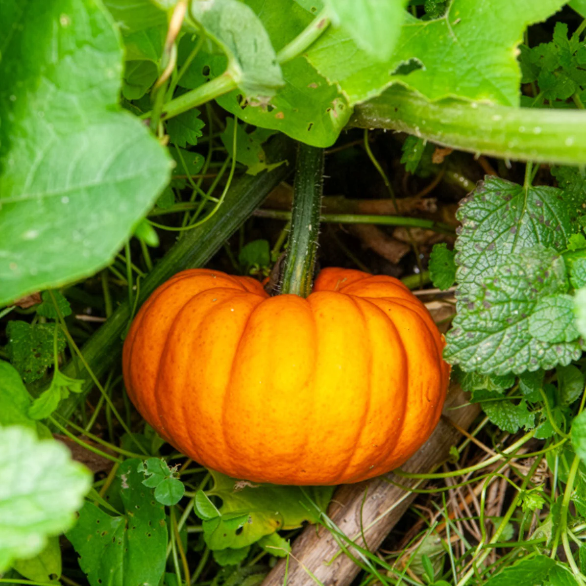 Courge Jack Be Little