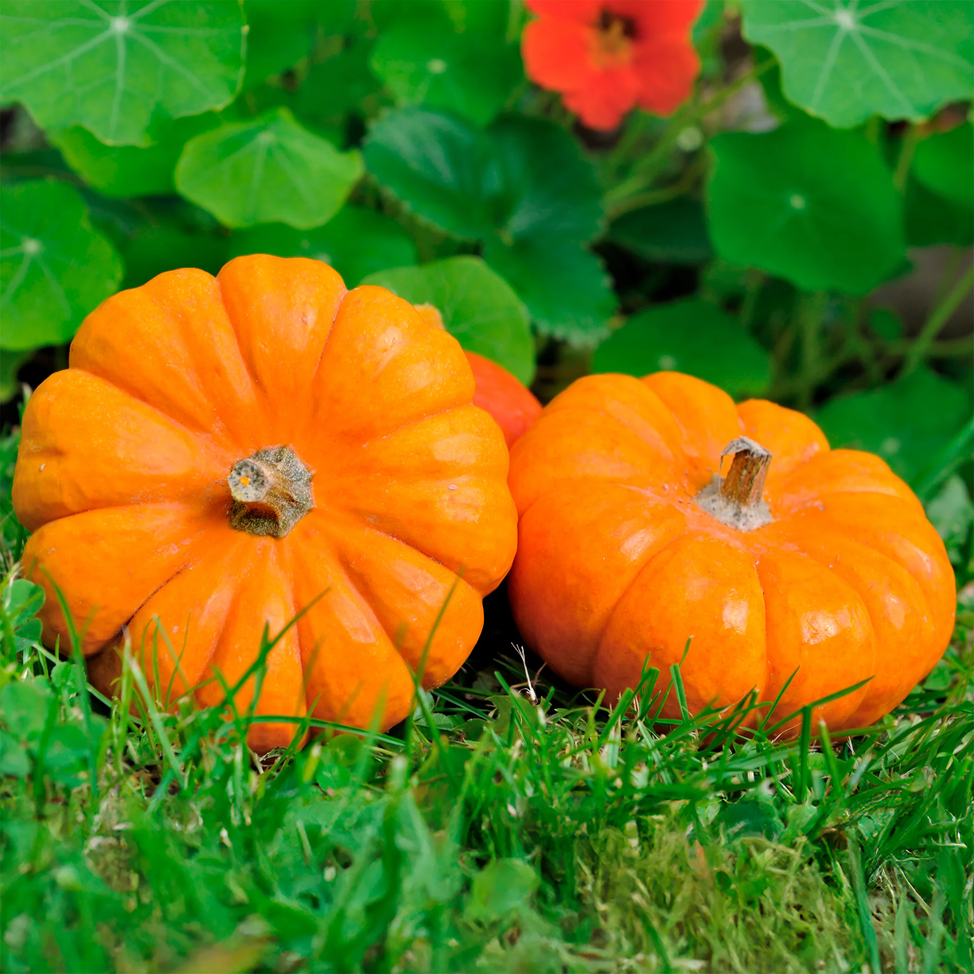 Courge Jack Be Little - Image 4