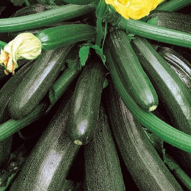 Courgette Ambassador F1