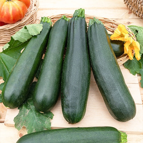 Courgette Black Beauty - Image 4