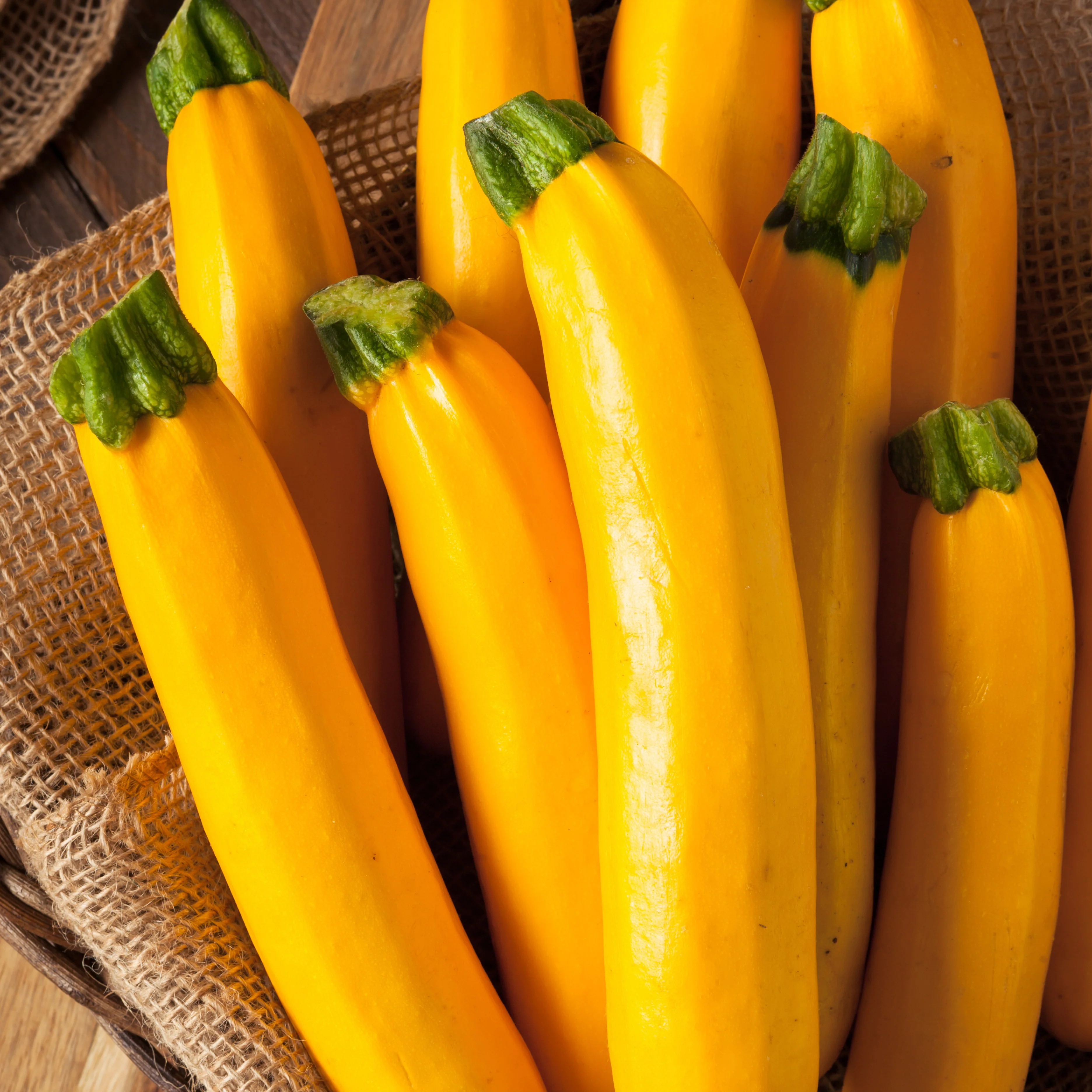 Courgette Lingodor F1