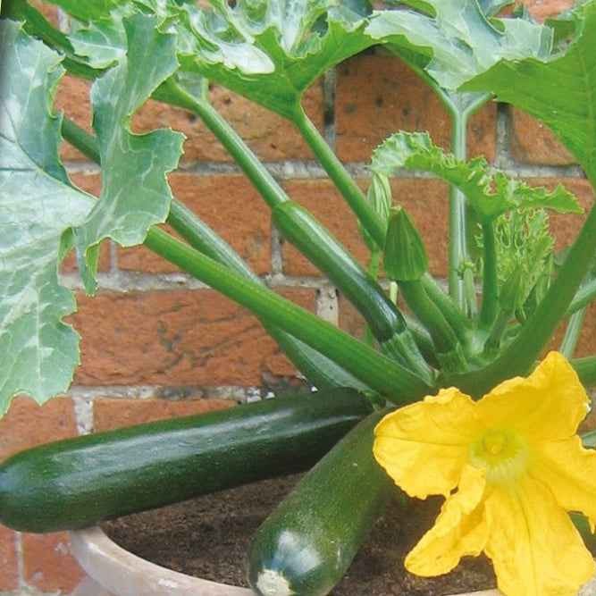 Courgette pour pot Patio Star F1
