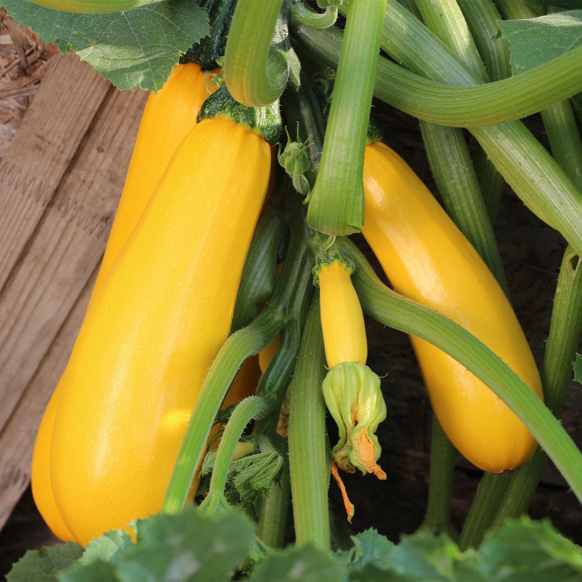 Courgette Soleil F1