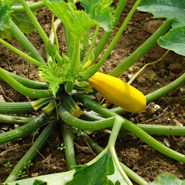 Courgette Soleil F1 - Image 2