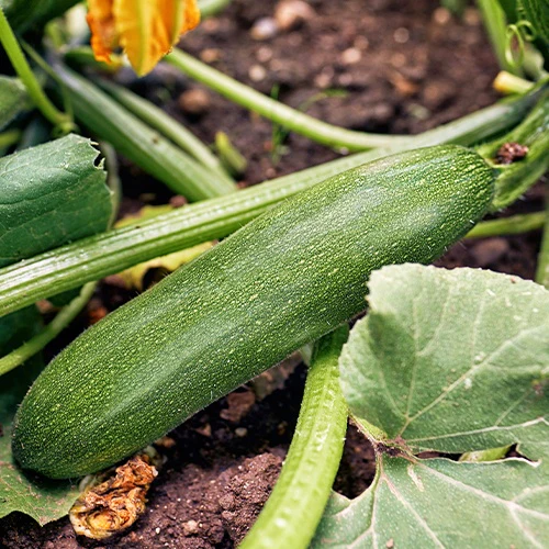 Courgette Storr's Green F1 - Image 2
