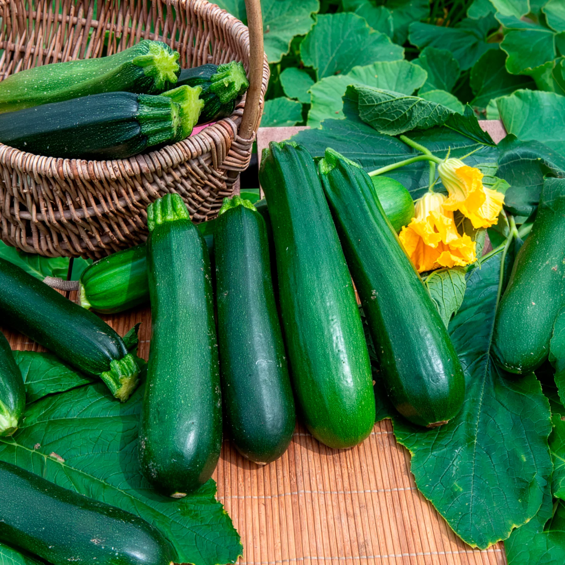 Courgette verte non coureuse des maraîchers Bio - Image 3