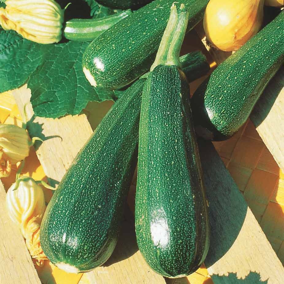 Courgette verte non coureuse des maraîchers Bio - Image 4