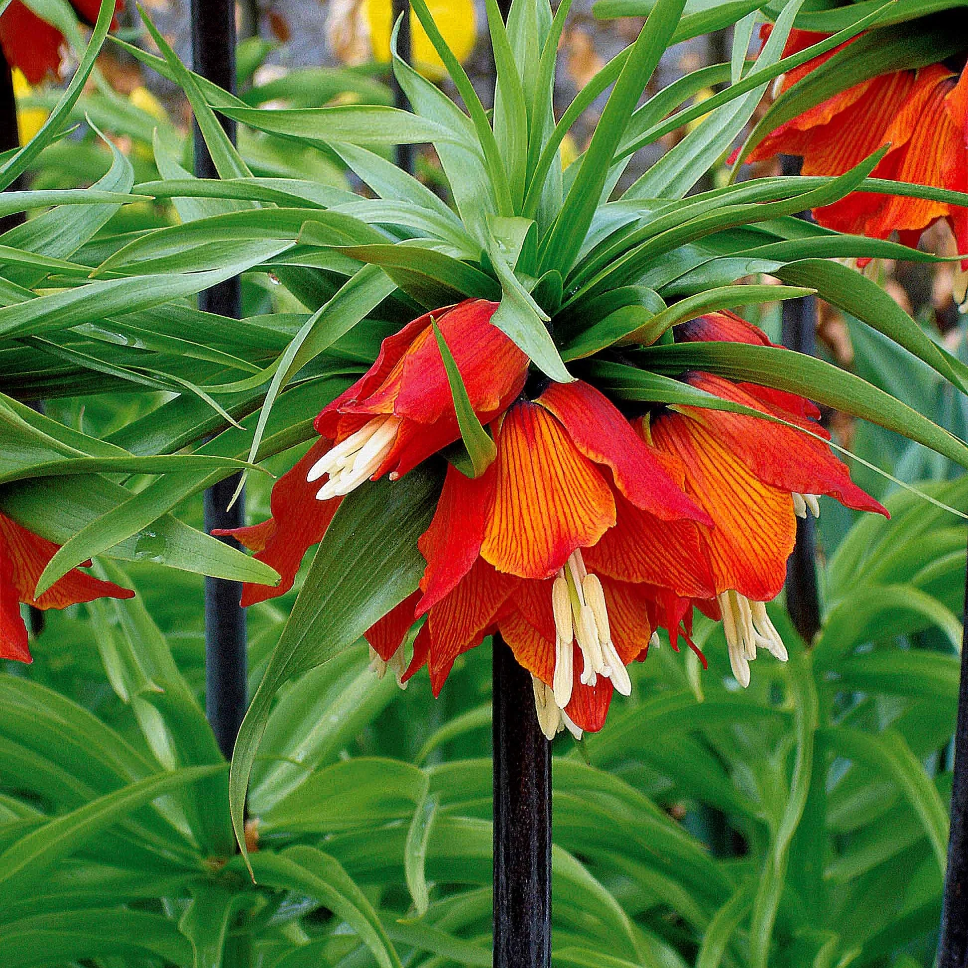 Couronne impériale rouge - Image 3