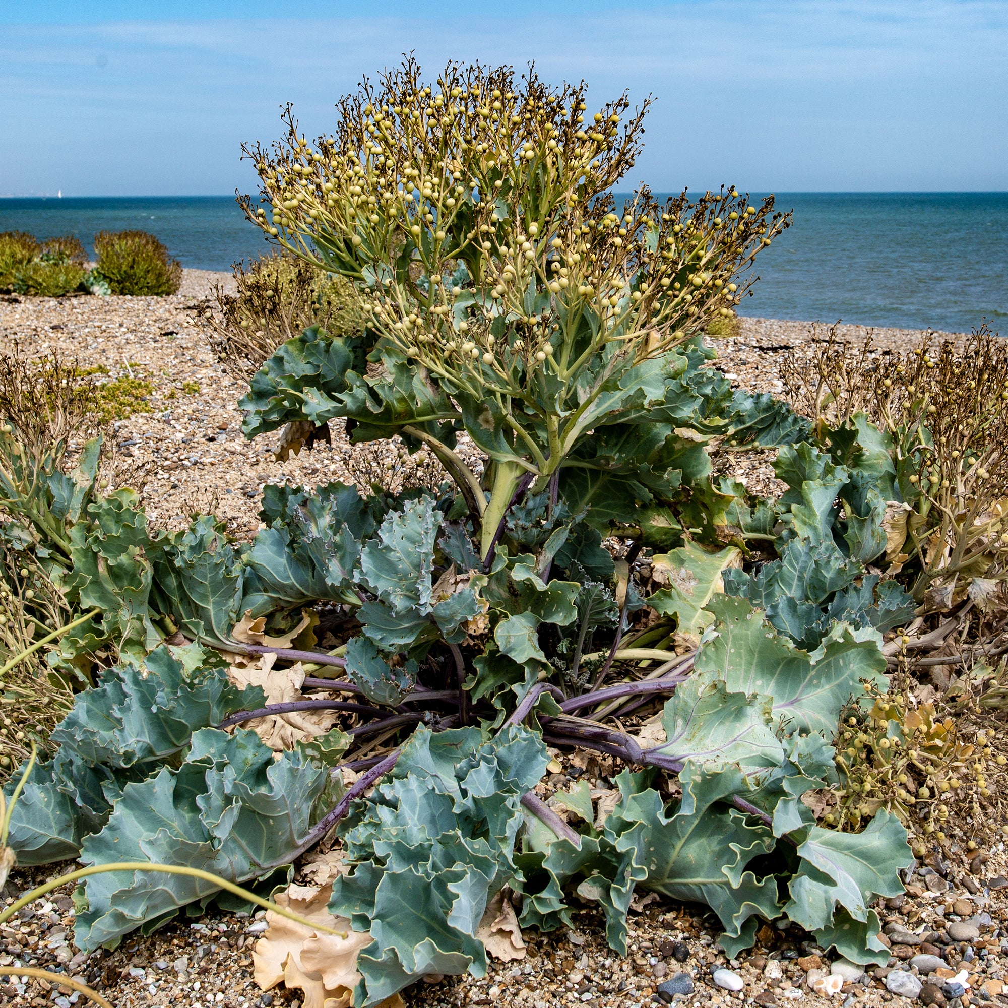 Crambe maritime - Image 2