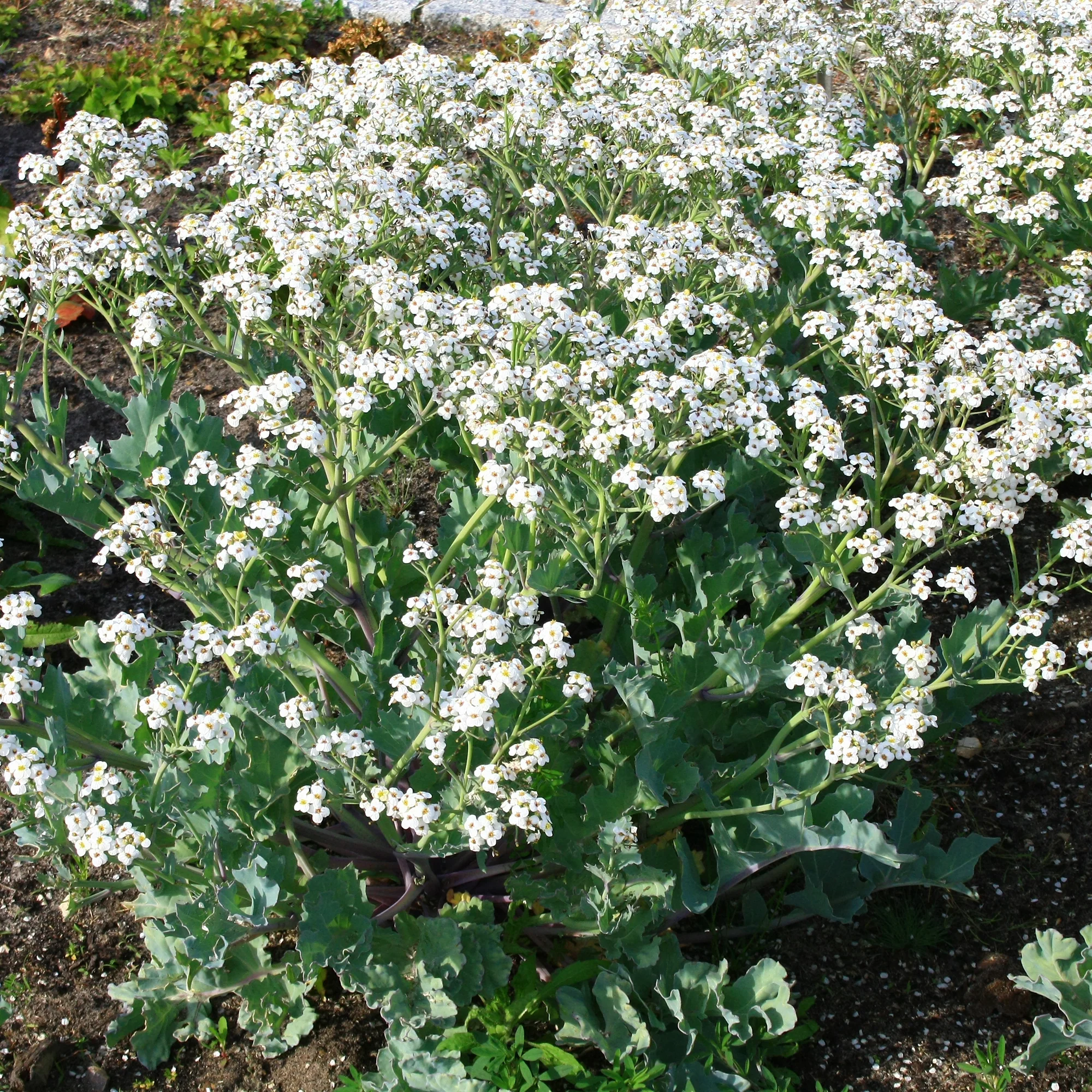 Crambe maritime - Image 3