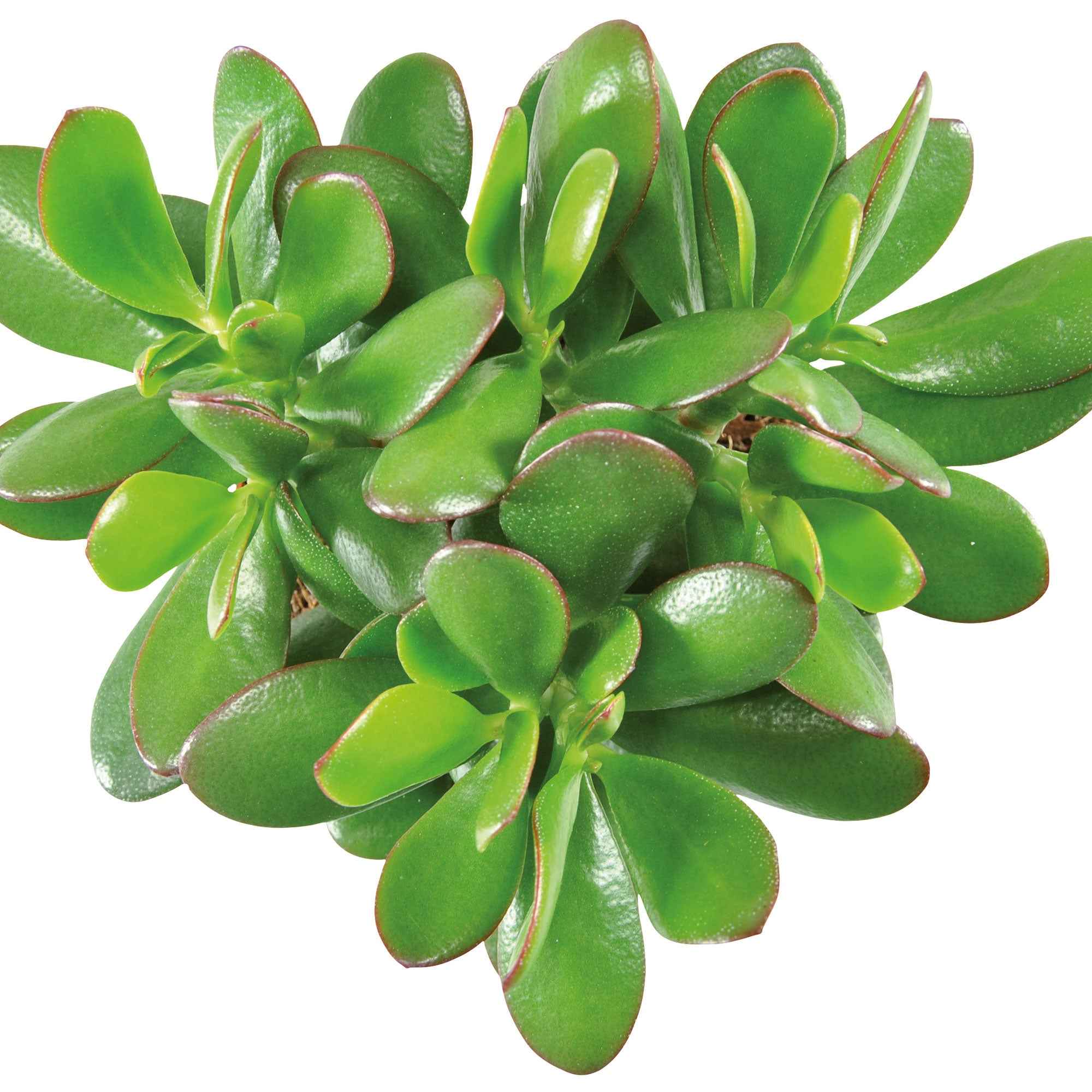 Crassula à feuilles ovales - Image 3