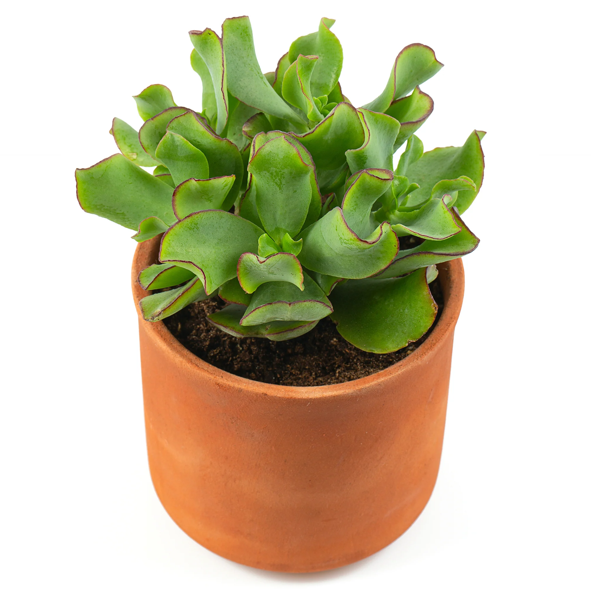 Crassula Arborescens 'Curly Green'