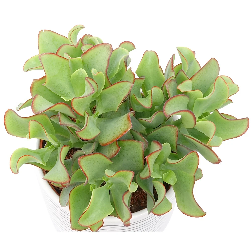 Crassula Arborescens 'Curly Green' - Image 3