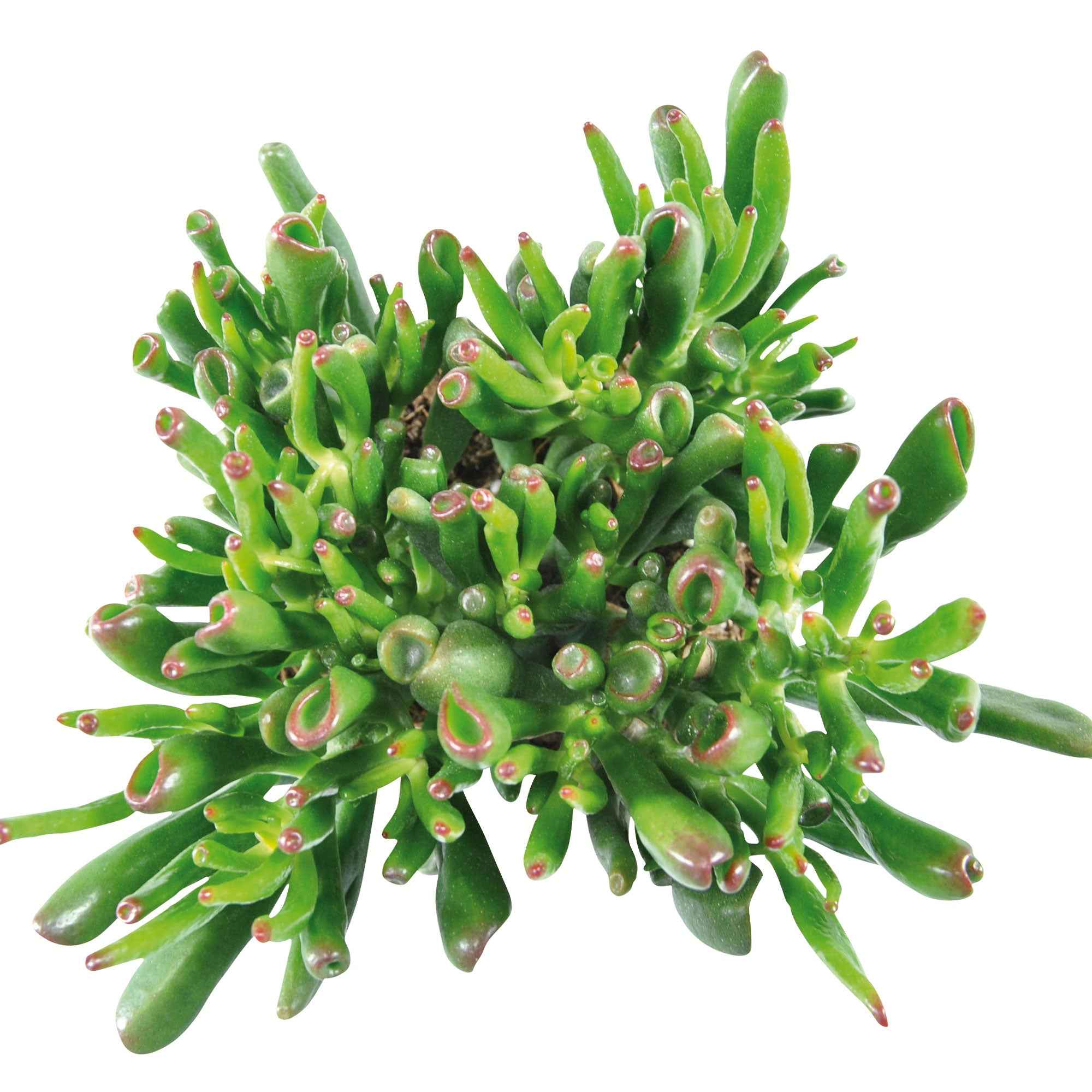 Crassula 'Hobbit' - Image 2