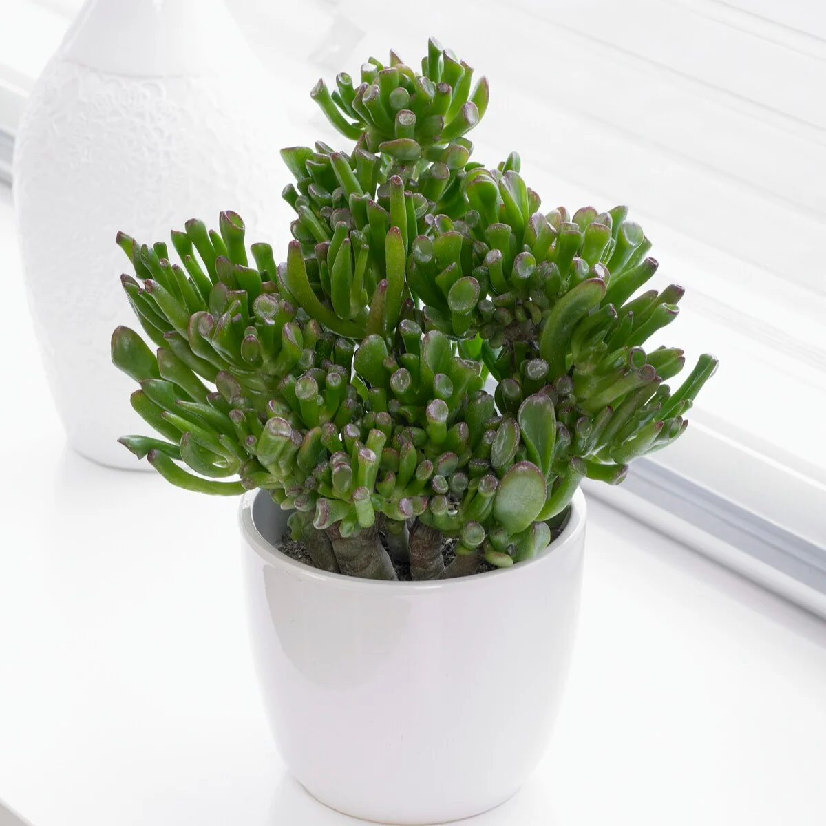 Crassula 'Hobbit' - Image 3