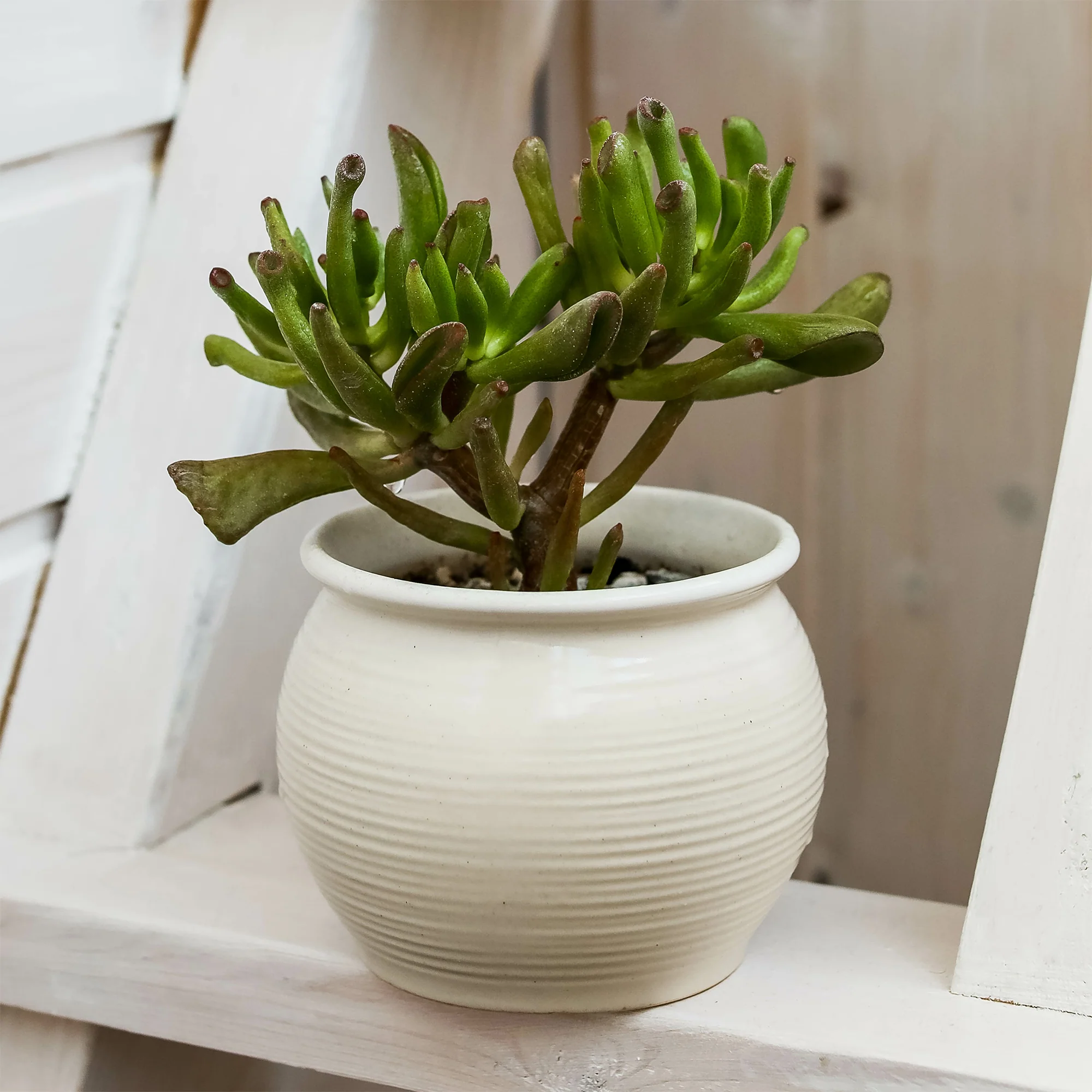 Crassula ovata Gollum
