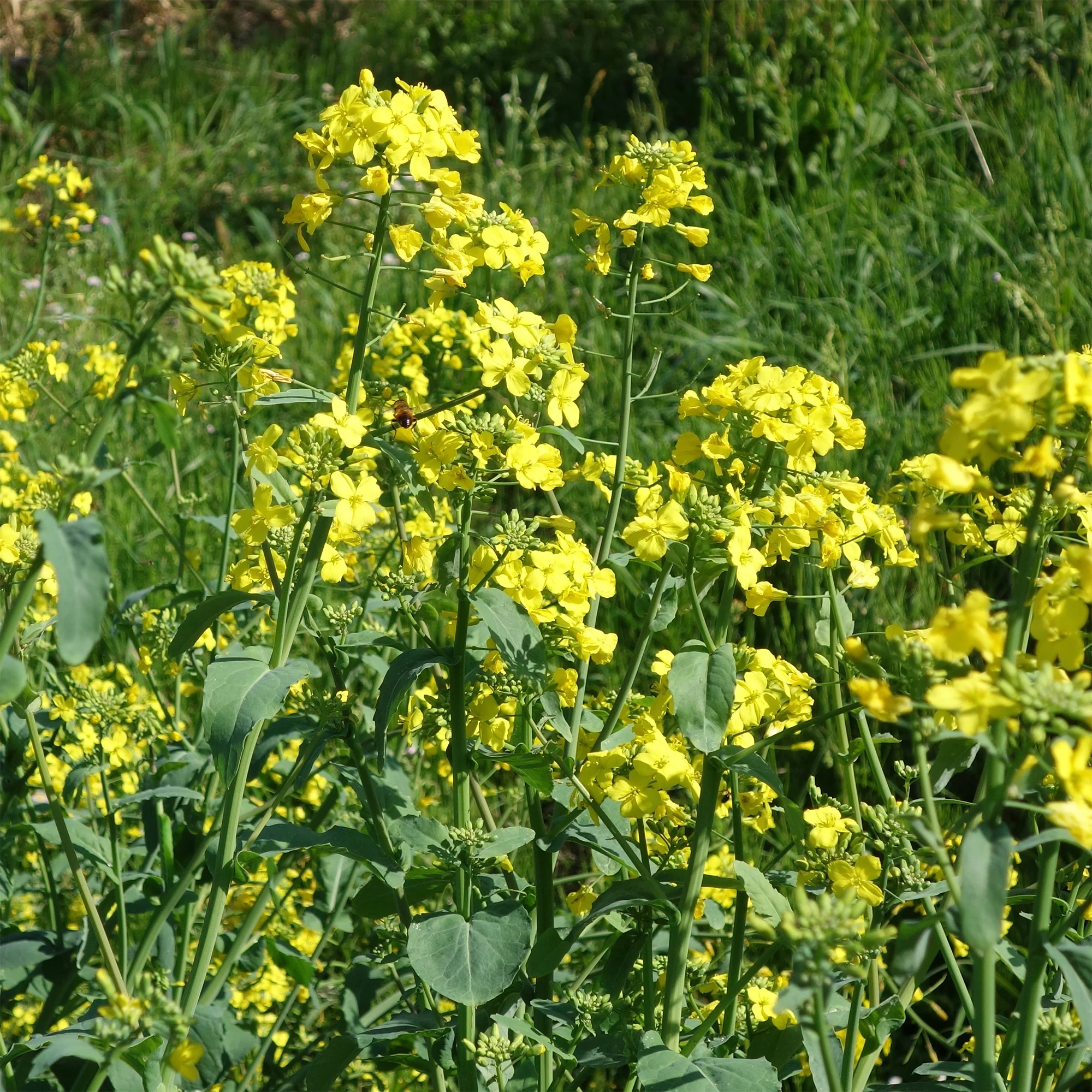 Cresson de jardin - Image 3